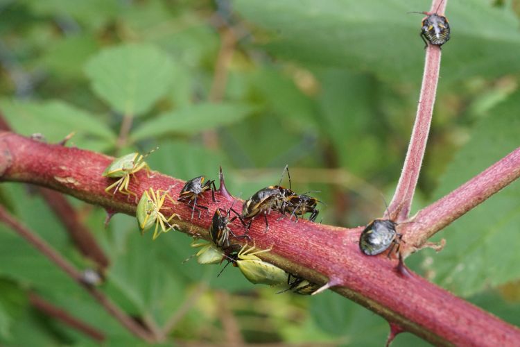 Green stink bug nymphs and adults gathering on a blackberry branch drinking sap.