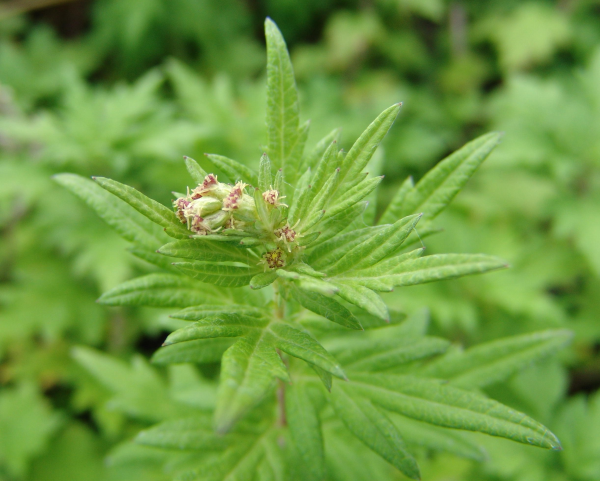 mugwort