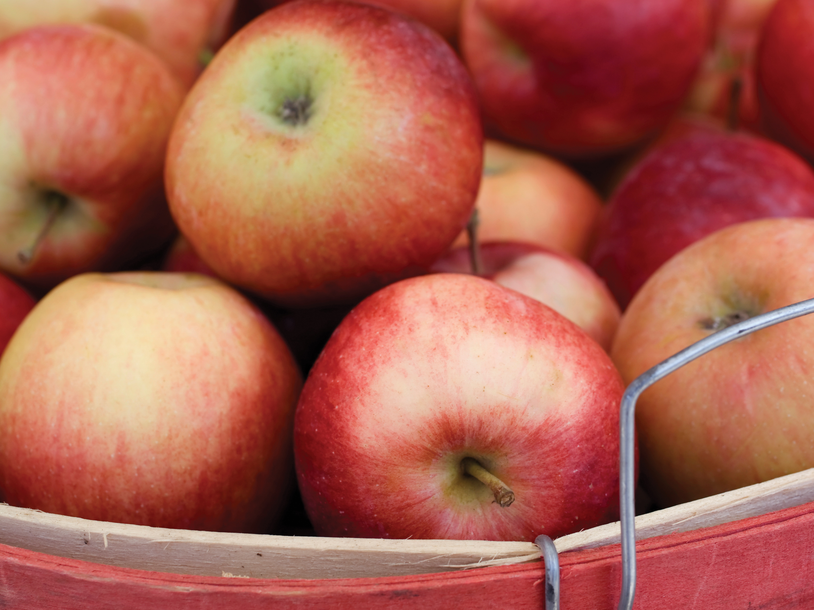 A bushel of red apples