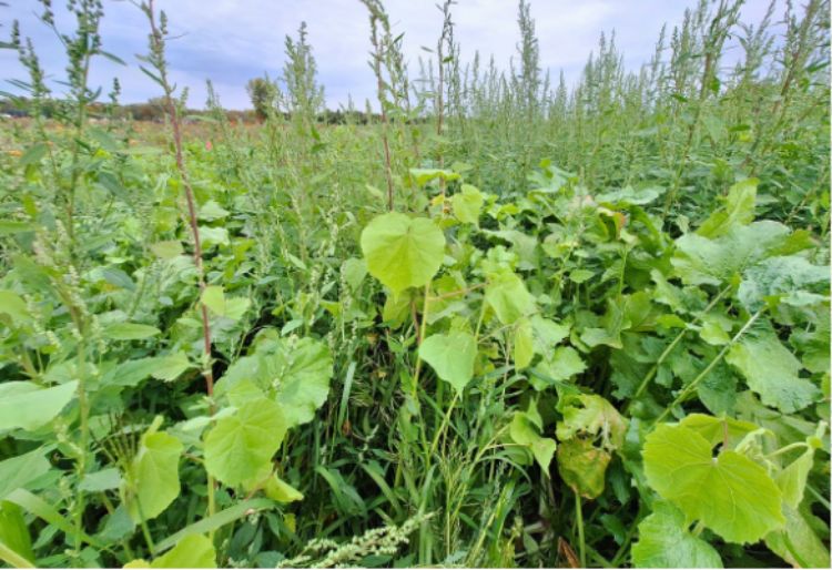 Weeds growing in between rows of turnips.