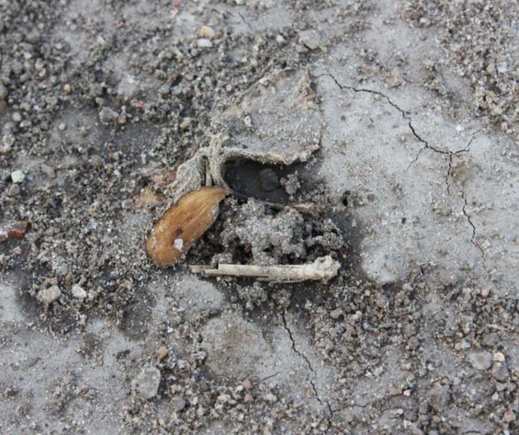 Soybean seedling killed by one of the soil-borne diseases Pythium or Phytophthora.