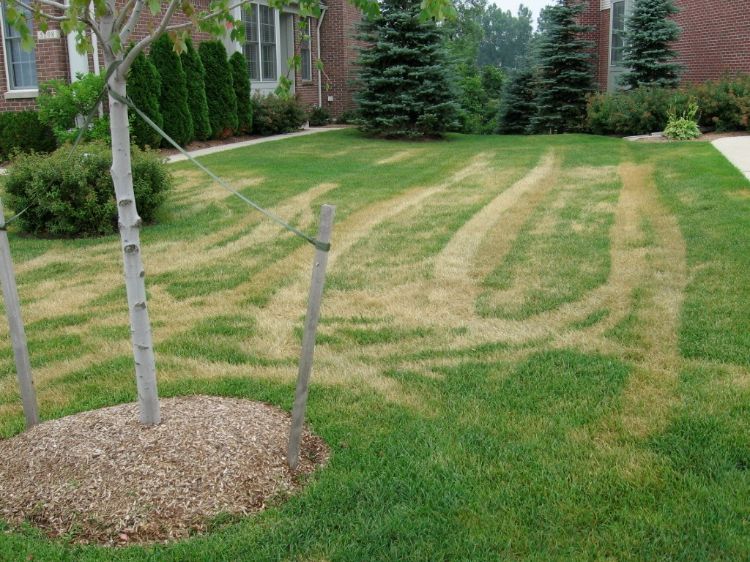 Heat tracking damage from a mower.