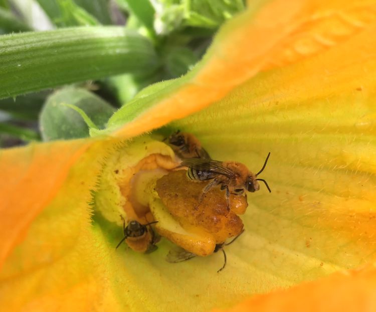 Squash bees