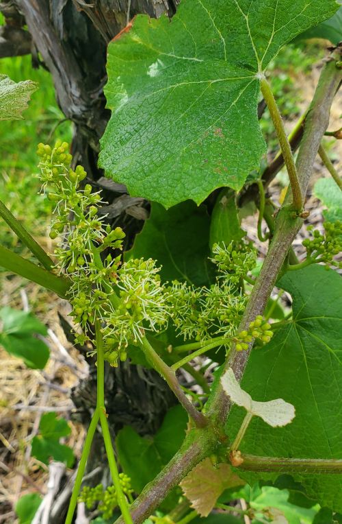 Grape bloom