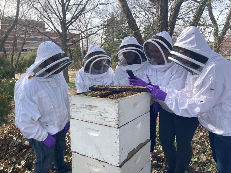 Beekeepers inspect a honey bee colony and take photos.