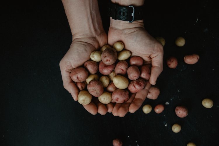 Hands holding various potatoes.