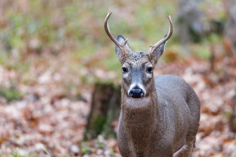 Deer with small antlers standing in forest.