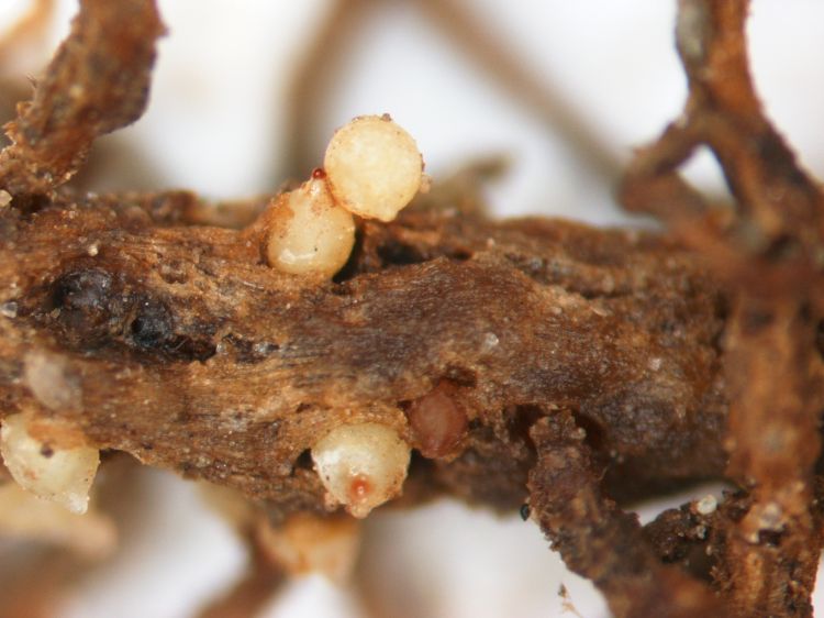 White balls on root on soybean plant.