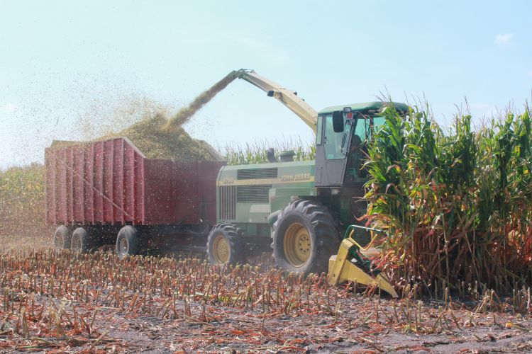 Corn silage