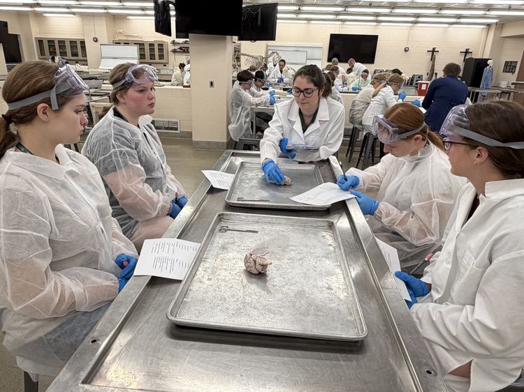 Youth participate in dissection at 4-H Exploration Days.