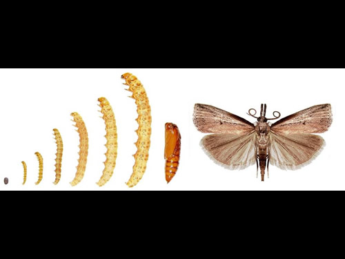 Sod Webworm Life Cycle 