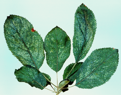  Feeding causes white mottling of leaves. 