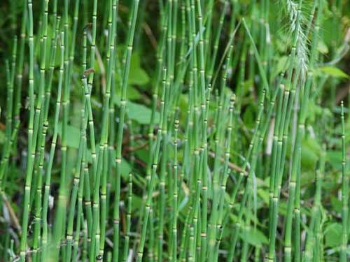  Field Horsetail7.la.jpg 