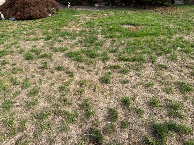 A lawn with spotty dead spots.