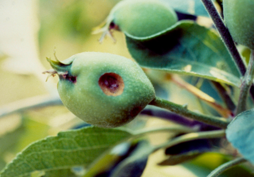 Damage on developing fruit.