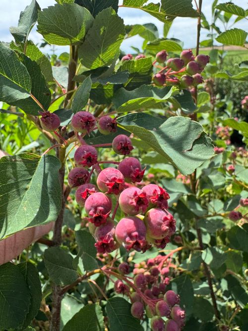 A cluster of saskatoon berries beginning to turn reddish purple.