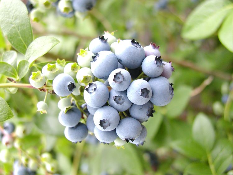 Blueberry cluster