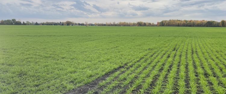 Barley cover crop growing in a field.