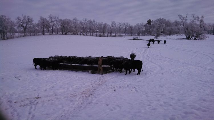 Feed Bunk by Kevin Gould