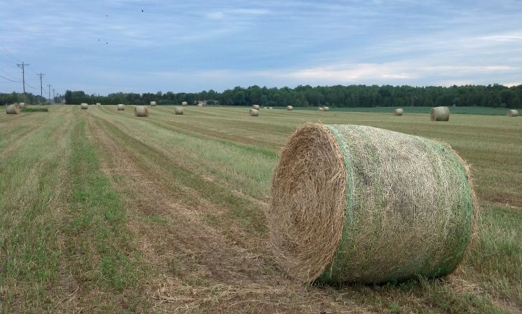 First cutting alfalfa