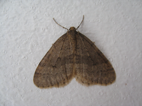  Adult males have grayish-brown wings. 