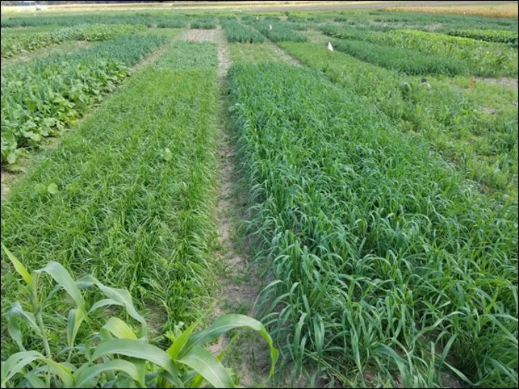 Cover crop varieties