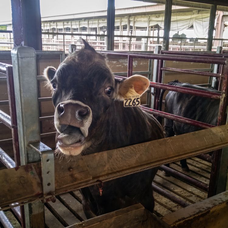brown cow looking at a camera with open mouth in a barn