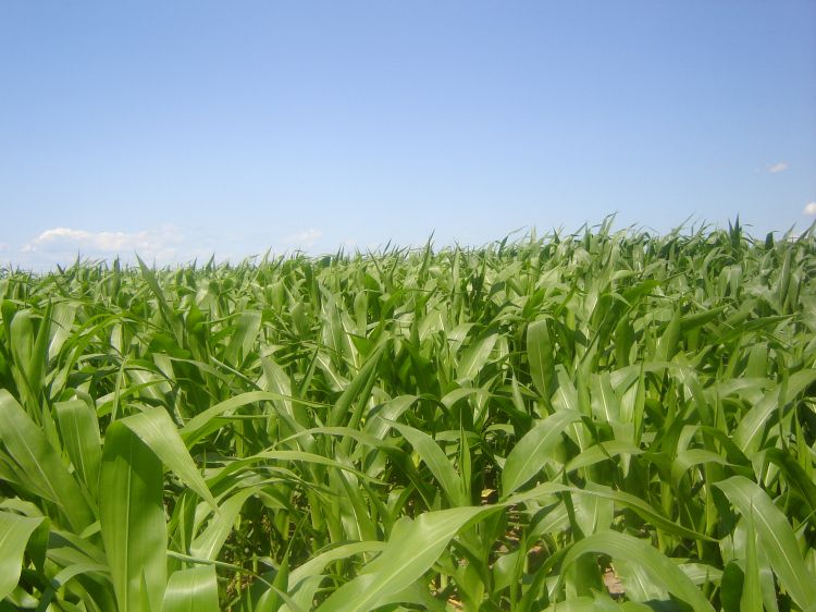 Corn field