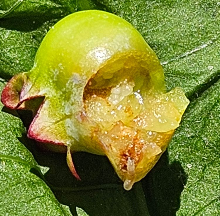 A blueberry cut open with a larva on the inside.