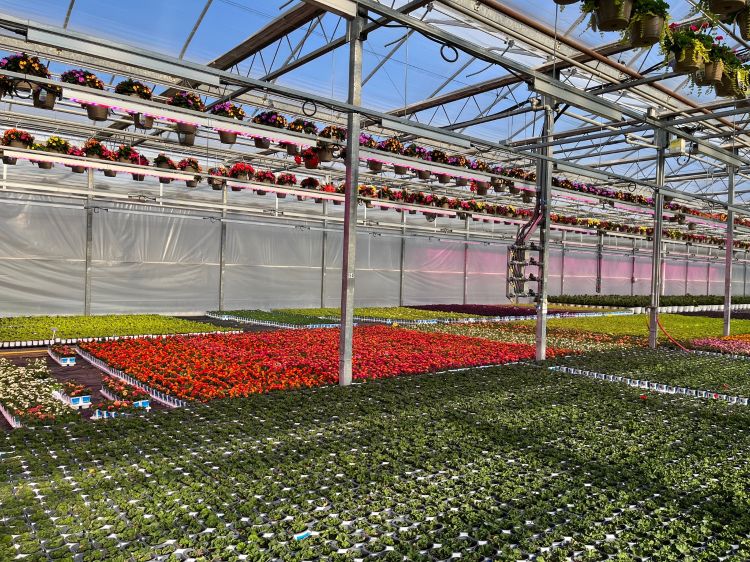 The inside of a greenhouse filled with different kinds of flowers.