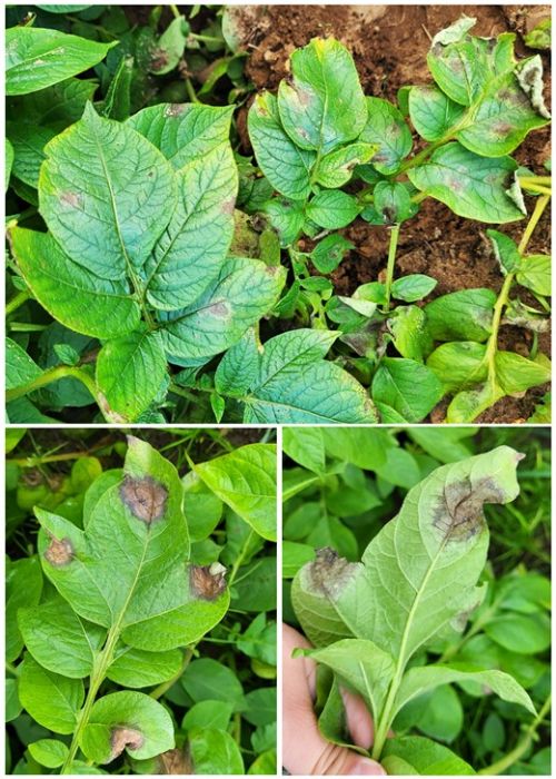 Examples of potato late blight on whole plant (top) with typical water-soaked lesions on forward (bottom left) and reverse (bottom right) sides of leaves.