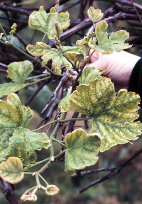  Expanded leaves with chlorotic areas and tattered edges. 