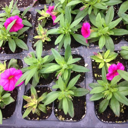 Petunia with iron deficiency. All photos Heidi Wollaeger, MSU Extension.