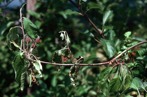  Small cankers girdle the base of cluster buds that bore fruit the previous year. 