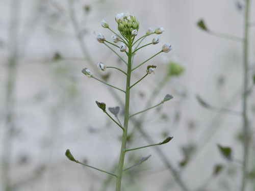 Shepherds Purse2.jpg