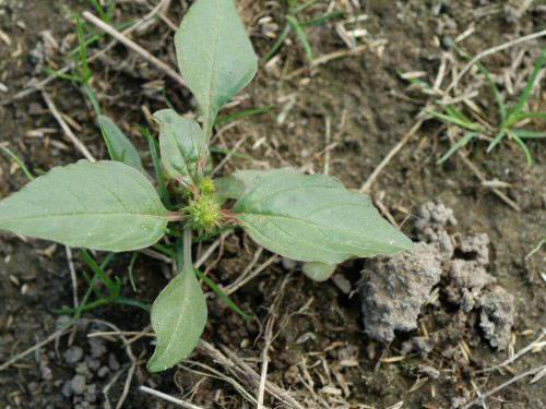 Redroot Pigweed1.jpg