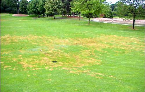  pythium-blight3.jpg 