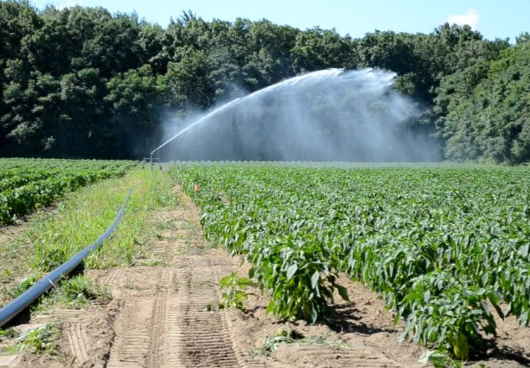 Overhead sprinklers used to irrigate a field is considered agricultural water. Photo by Phil Tocco, MSU Extension