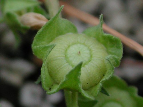  common mallow5.jpg 