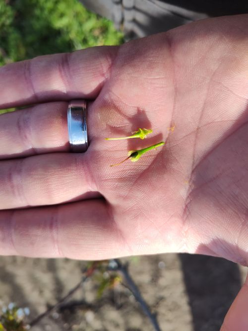 For decorative purposes.