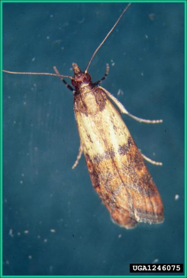 Indian meal moth