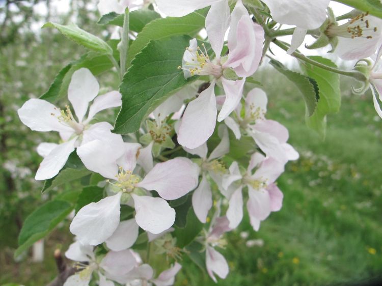 Apples in bloom