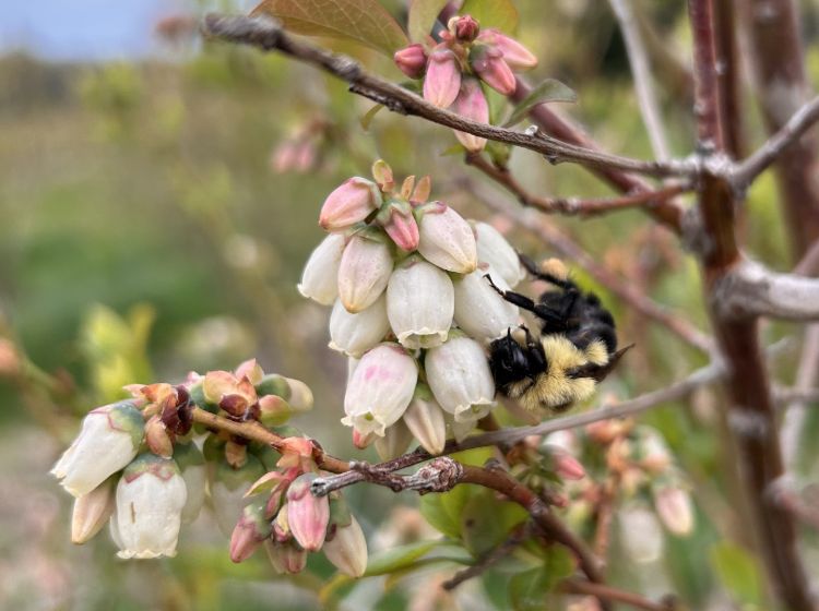 A bumble bee visiting a blueberry flower.