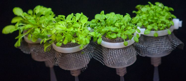 The FlowPots used by James Kremer to study the plant microbiome.