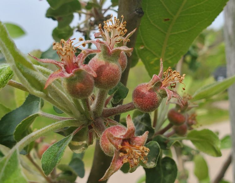 Apples past bloom stage.