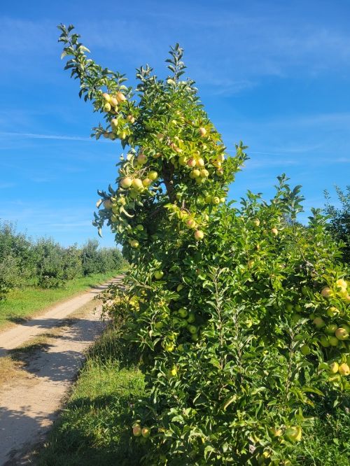 Golden Delicious apples growing on a tree.