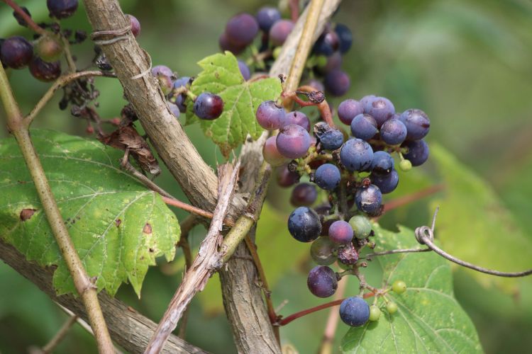 Wild grapes