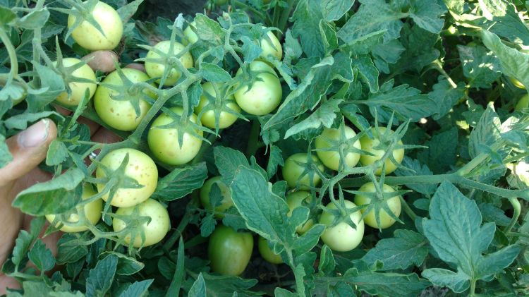 Hypeel 696 processing tomatoes are setting very consistent clusters and filling the row middles with a bushy plant architecture.