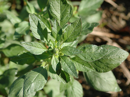  Redroot Pigweed5.jpg 