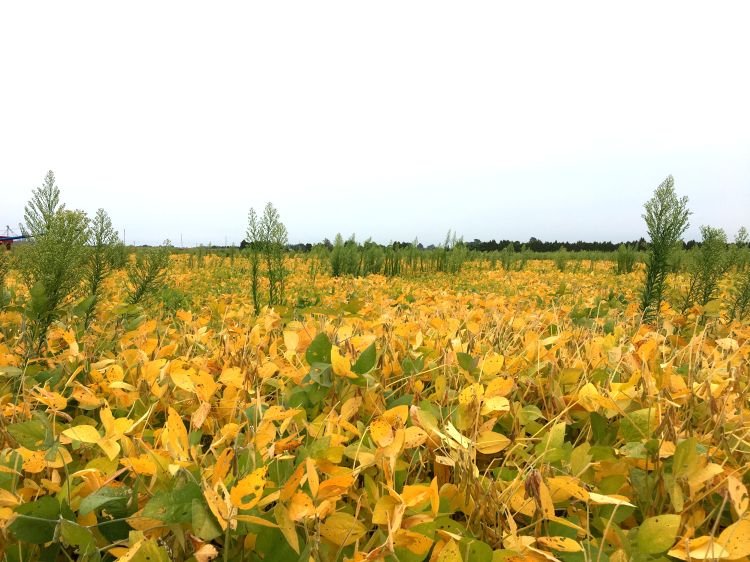 Horseweed/marestail in soybean field. Photo by Erin Hill, MSU Diagnostic Services.